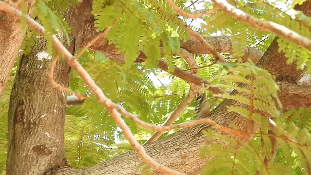 Yellow-crowned Woodpecker - ML613034291