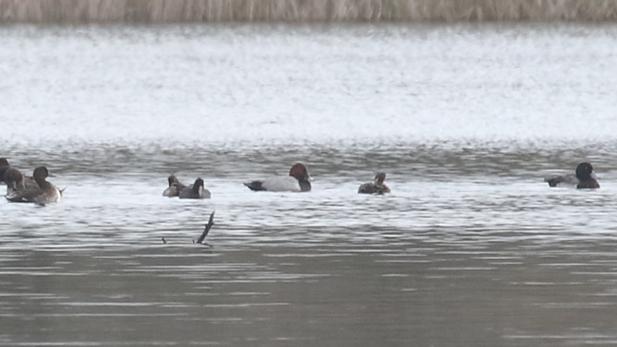 Common Pochard - ML613034356