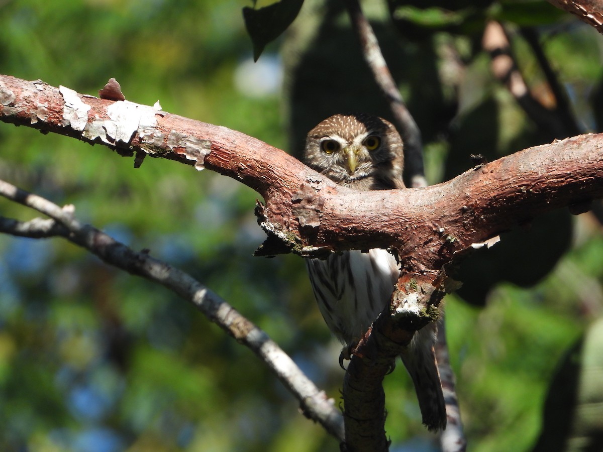 Ferruginous Pygmy-Owl - ML613034369