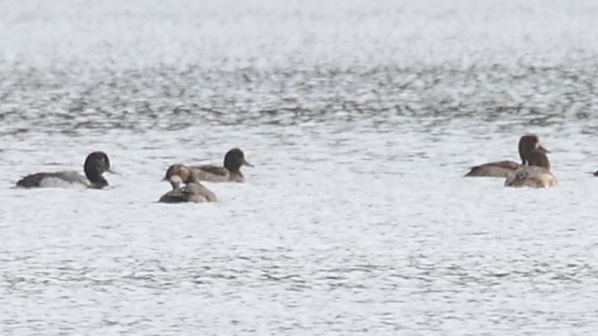 Greater Scaup - ML613034370