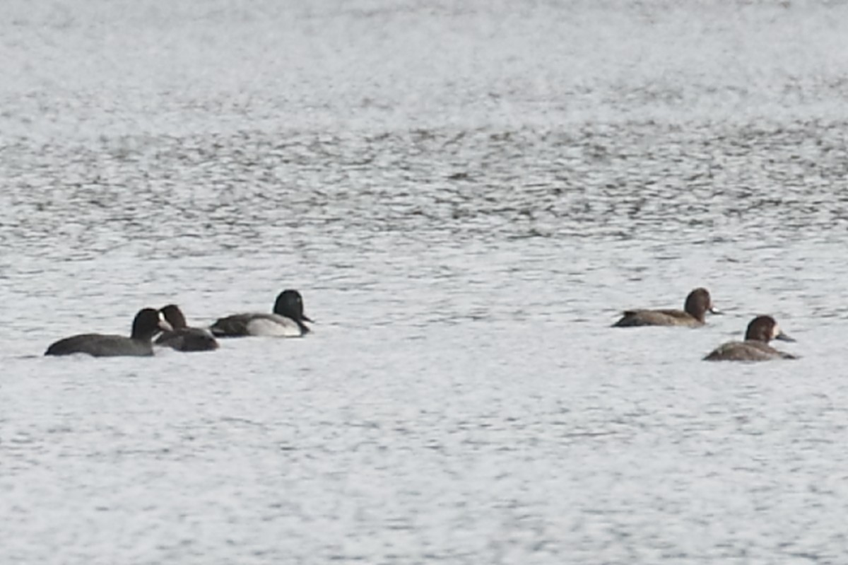 Greater Scaup - ML613034371