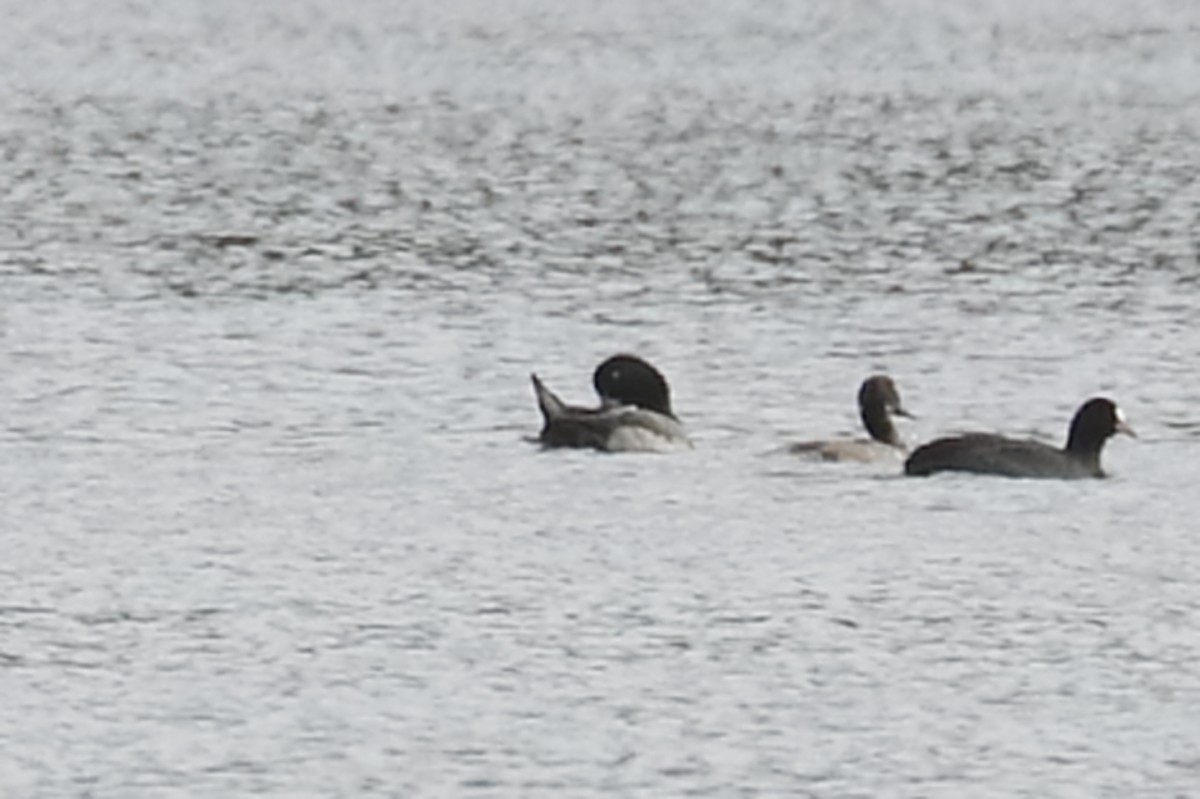 Greater Scaup - ML613034372