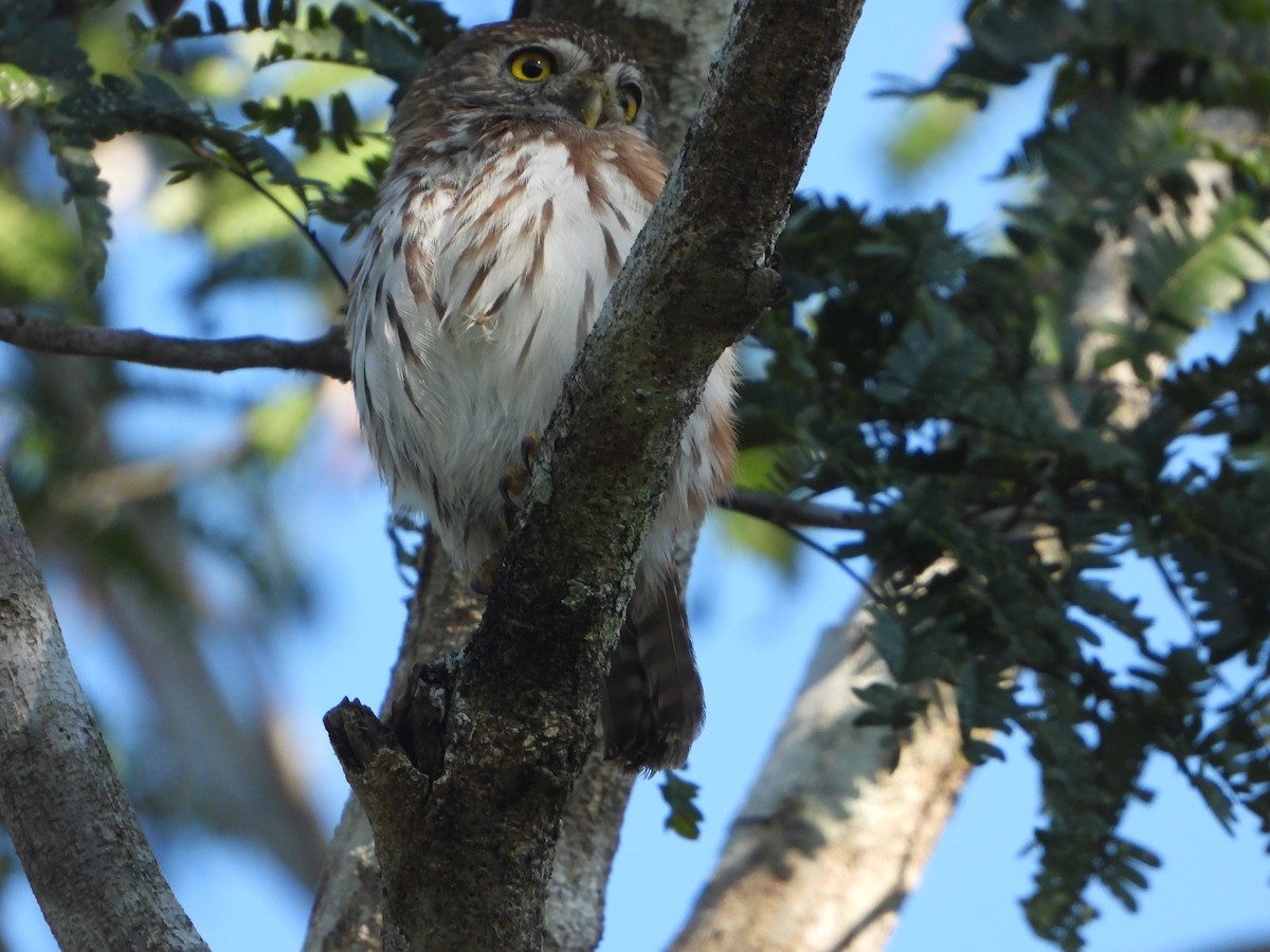 Ferruginous Pygmy-Owl - ML613034373