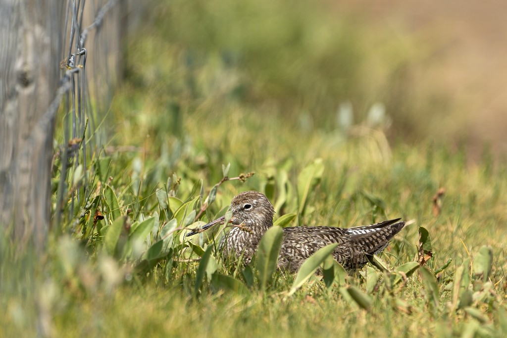 Common Redshank - ML613034383