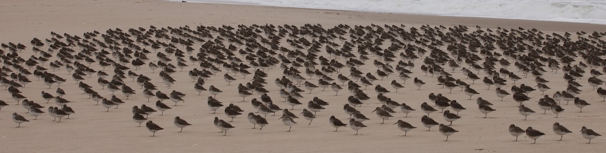 Dunlin - ML613034389