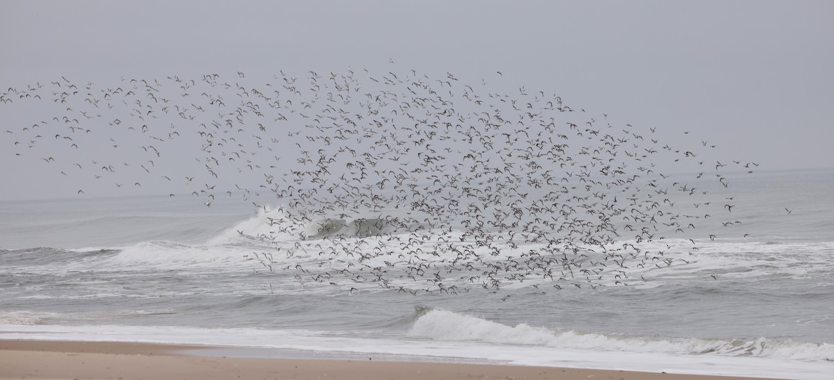 Dunlin - ML613034396