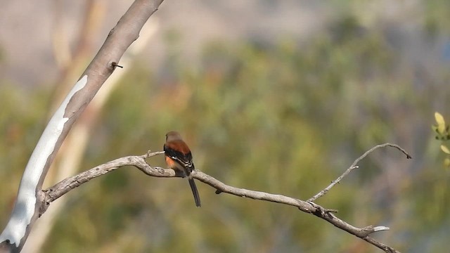 Bay-backed Shrike - ML613034397