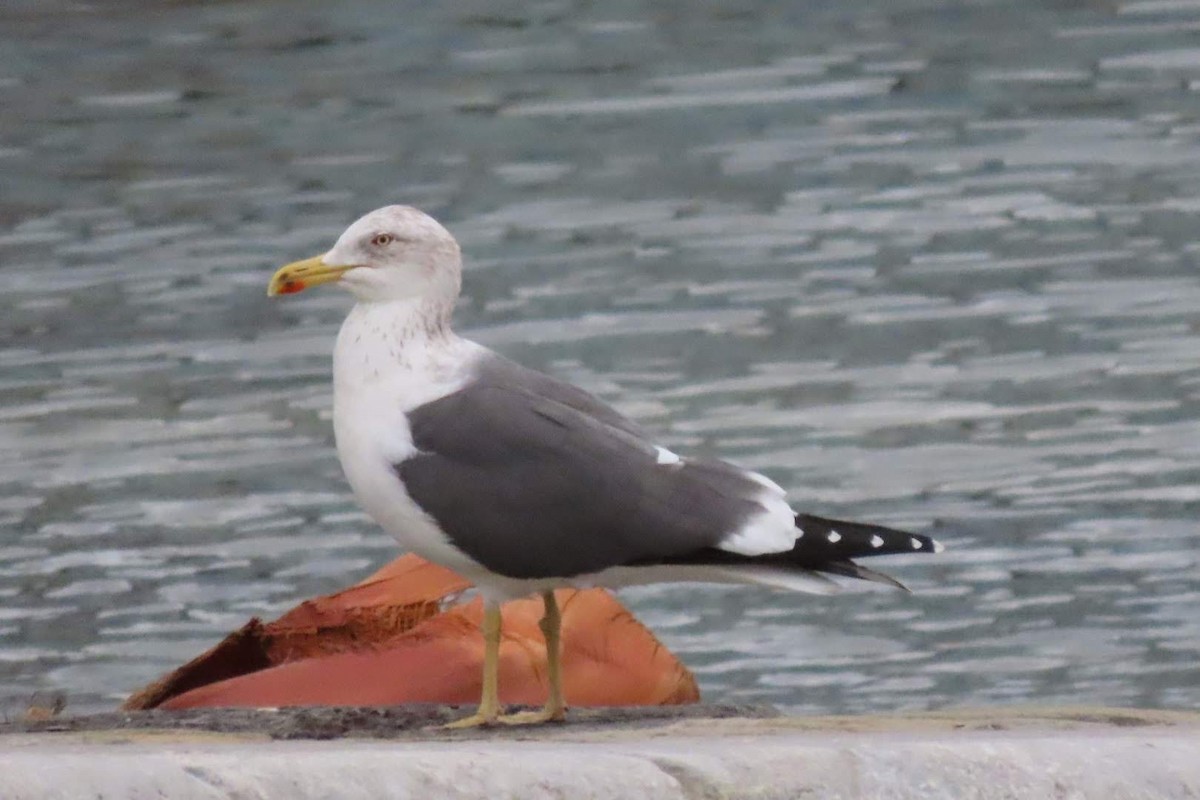 Lesser Black-backed Gull - Rosa Benito Madariaga