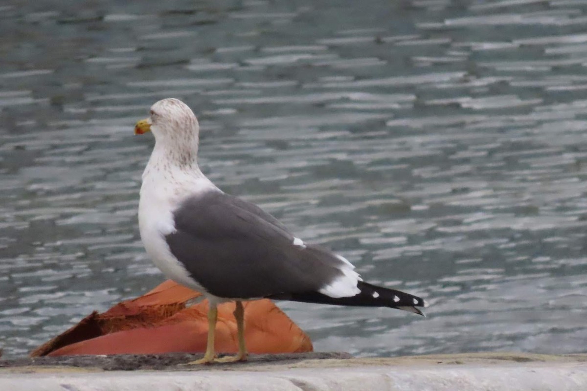 Lesser Black-backed Gull - ML613034400