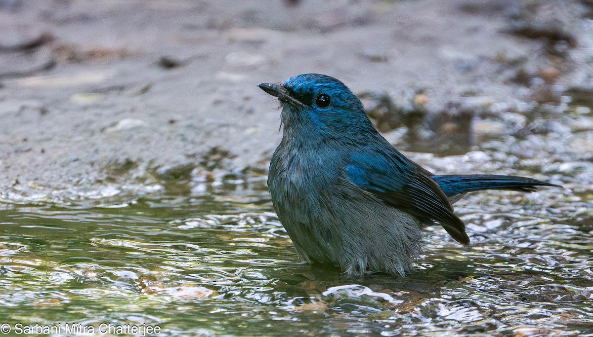 Pale Blue Flycatcher - ML613034420