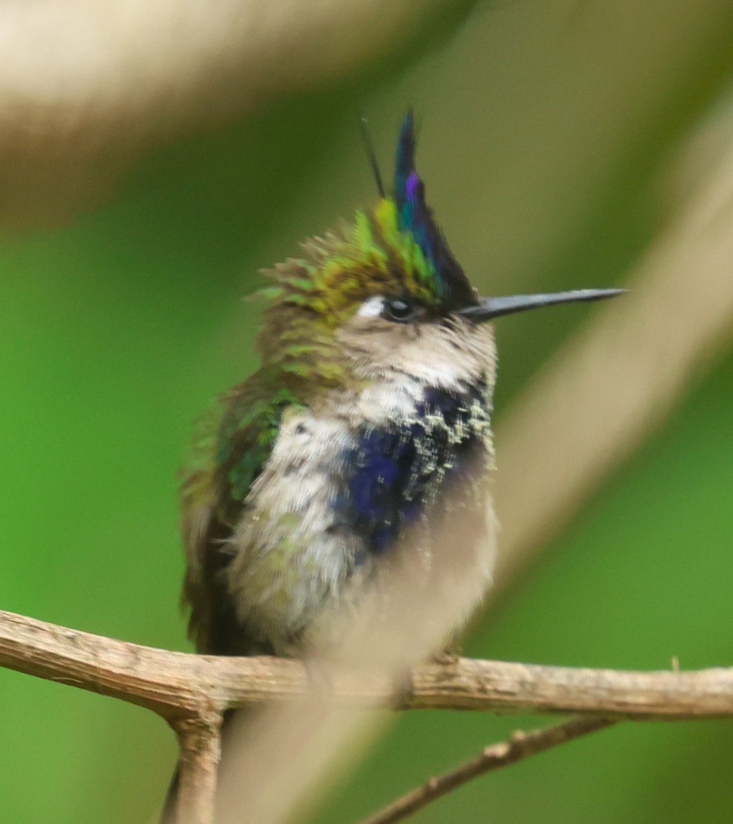 Purple-crowned Plovercrest - Michael Clay