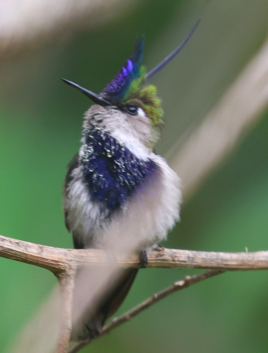 kolibřík paraguayský - ML613034466
