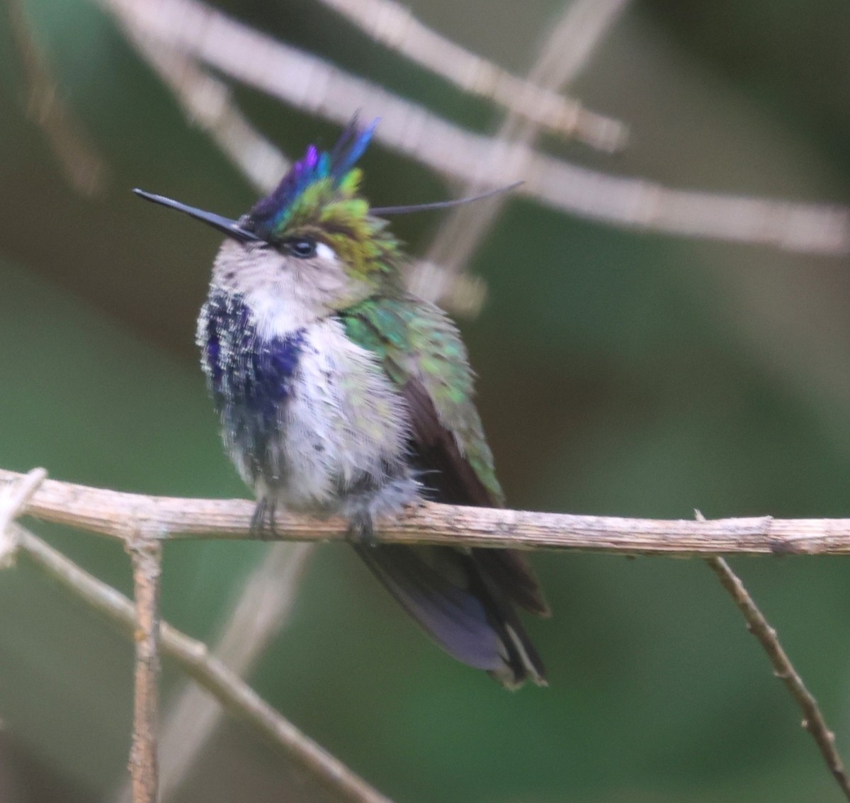 Purple-crowned Plovercrest - ML613034468