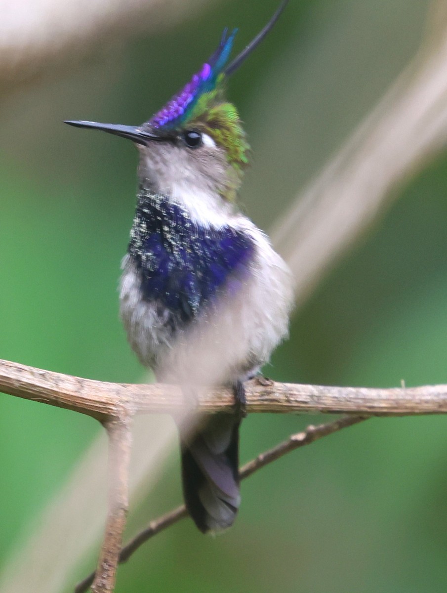 kolibřík paraguayský - ML613034469