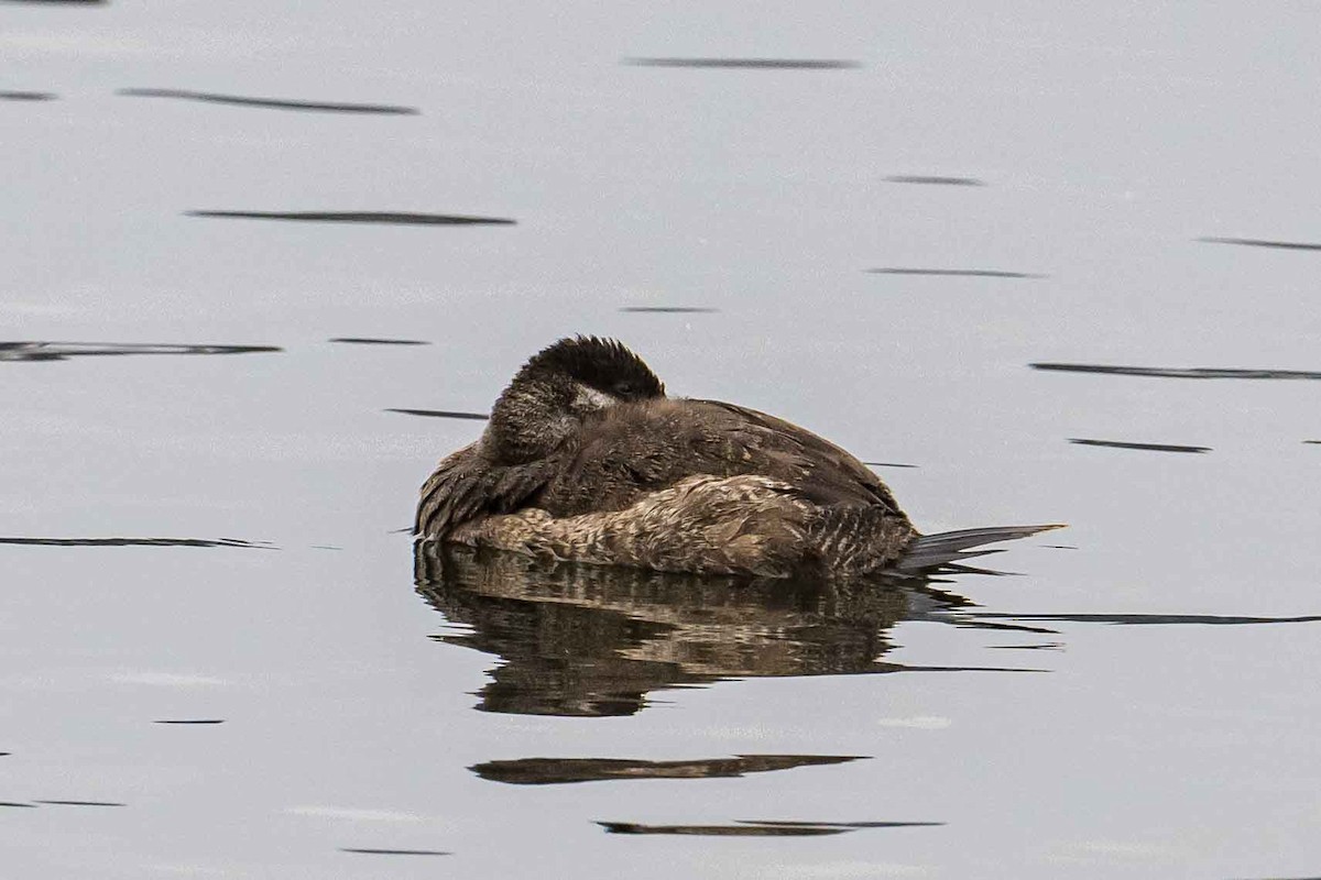 Ruddy Duck - ML613034482