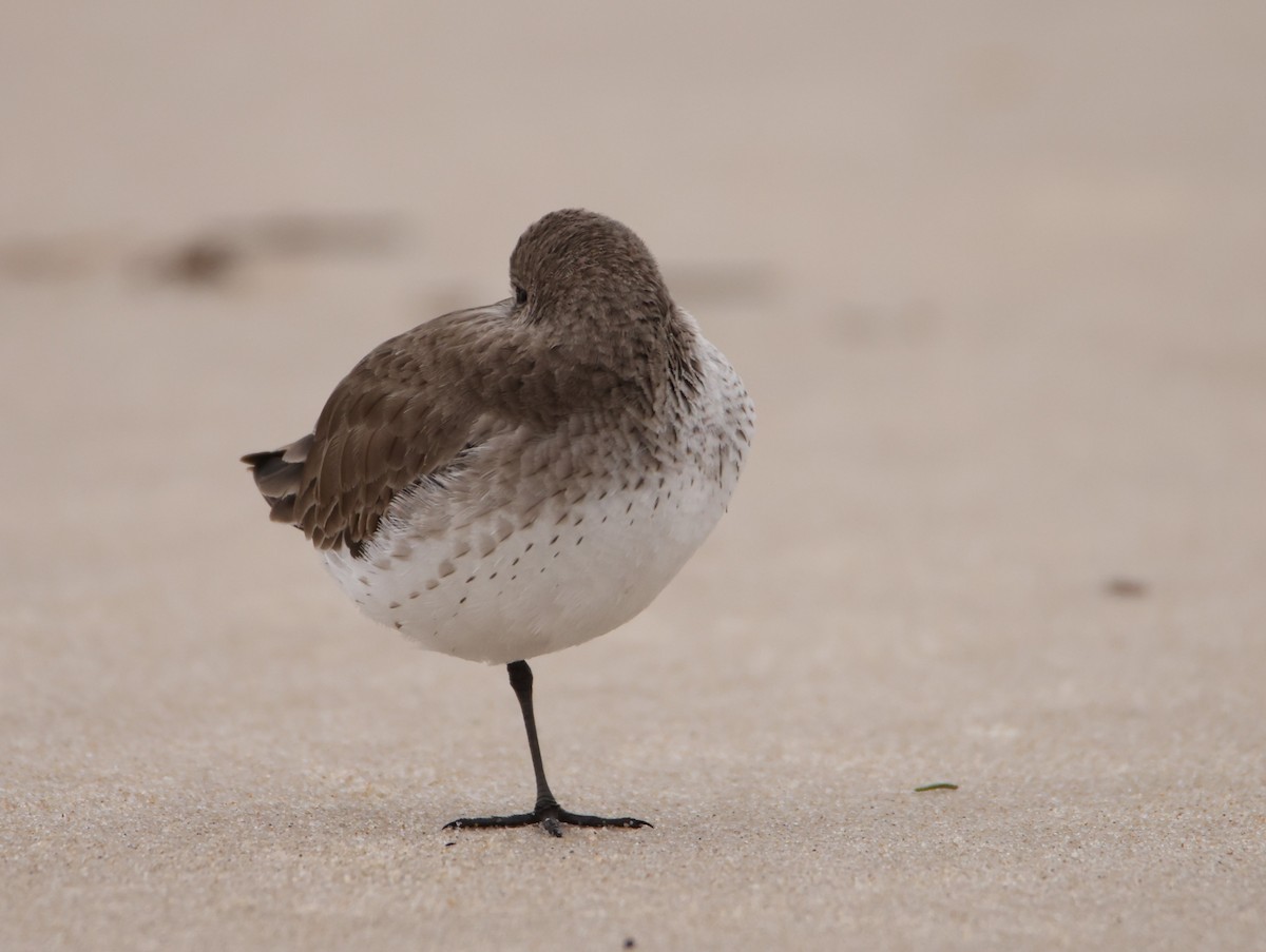 Dunlin - ML613034524