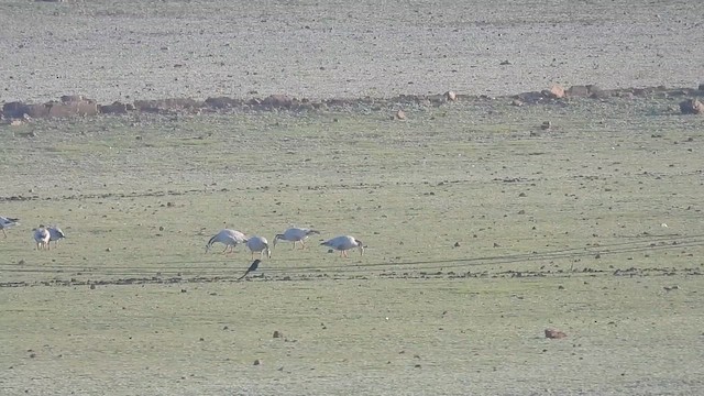 Bar-headed Goose - ML613034555