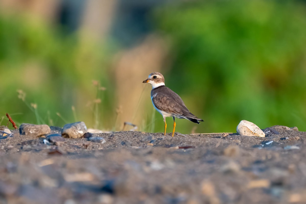 Semipalmated Plover - ML613034598
