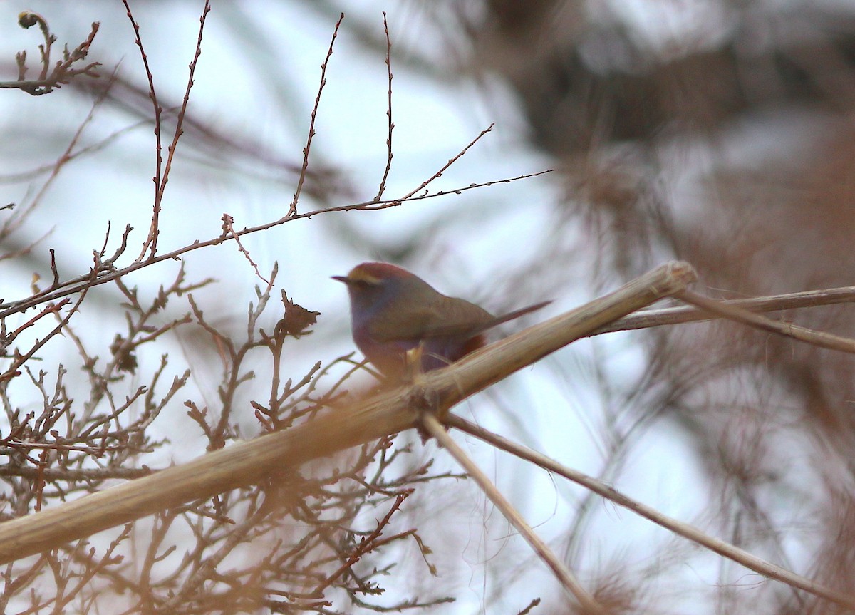 White-browed Tit-Warbler - ML613034608