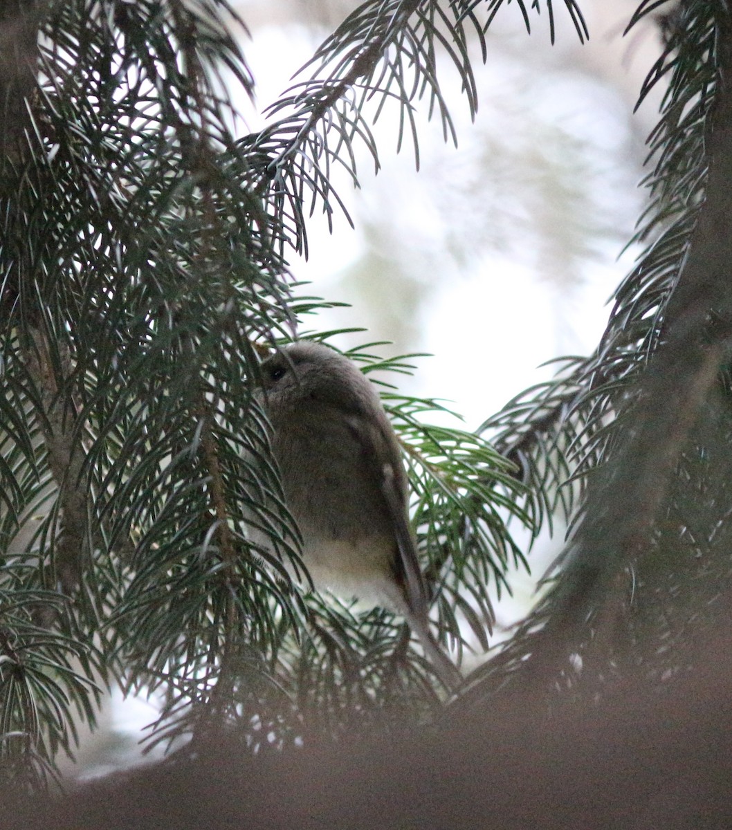 Goldcrest - Ilya Ishchenko