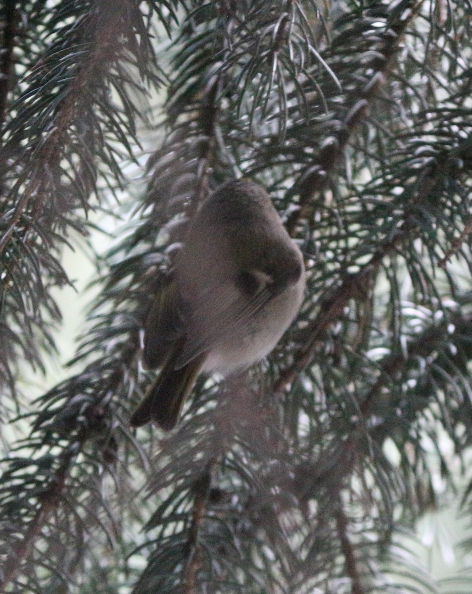 Goldcrest - ML613034677