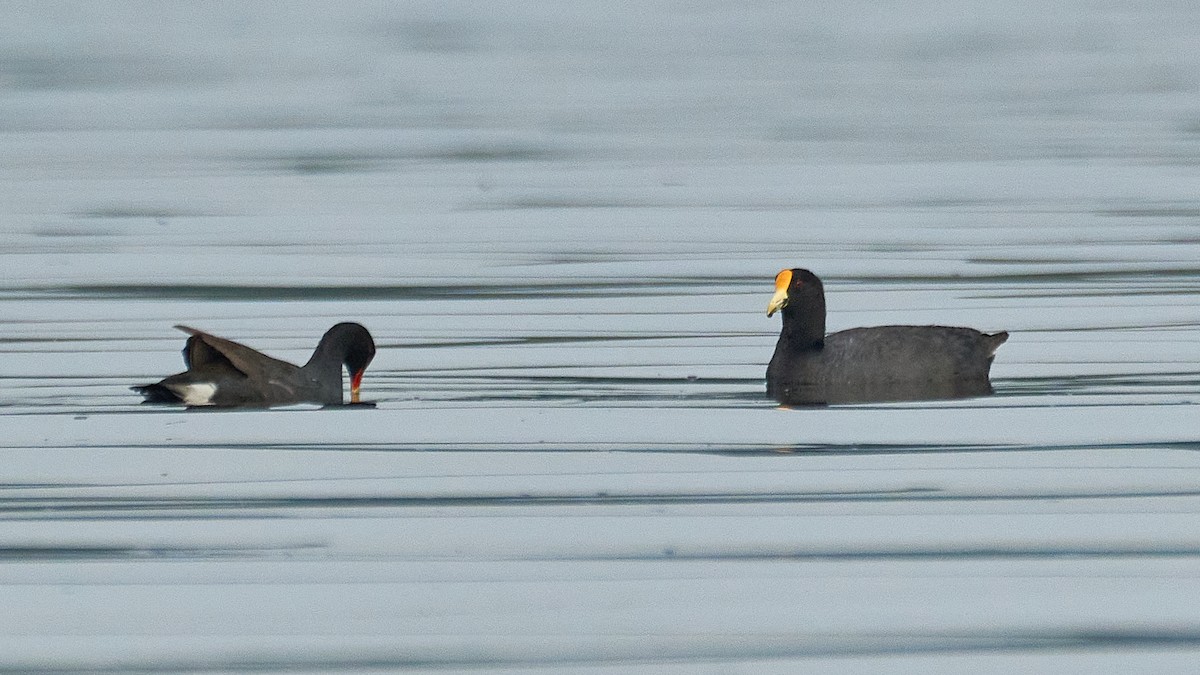 White-winged Coot - ML613034682