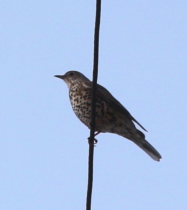 Mistle Thrush - ML613034728