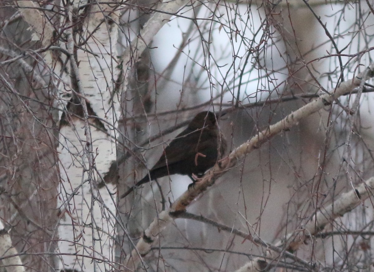 Eurasian Blackbird - ML613034742