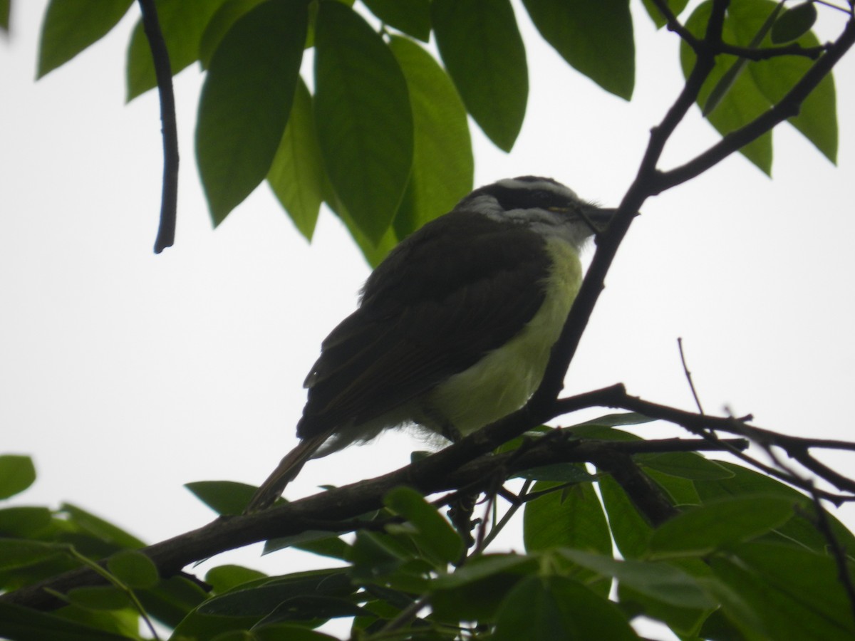 Great Kiskadee - ML613034799