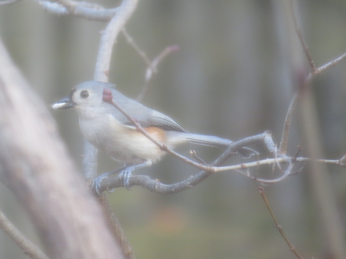 Tufted Titmouse - dale leitzke