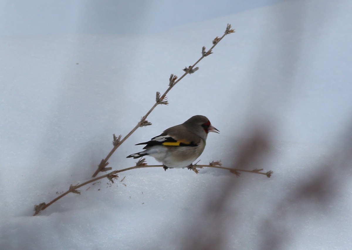 European Goldfinch - Ilya Ishchenko