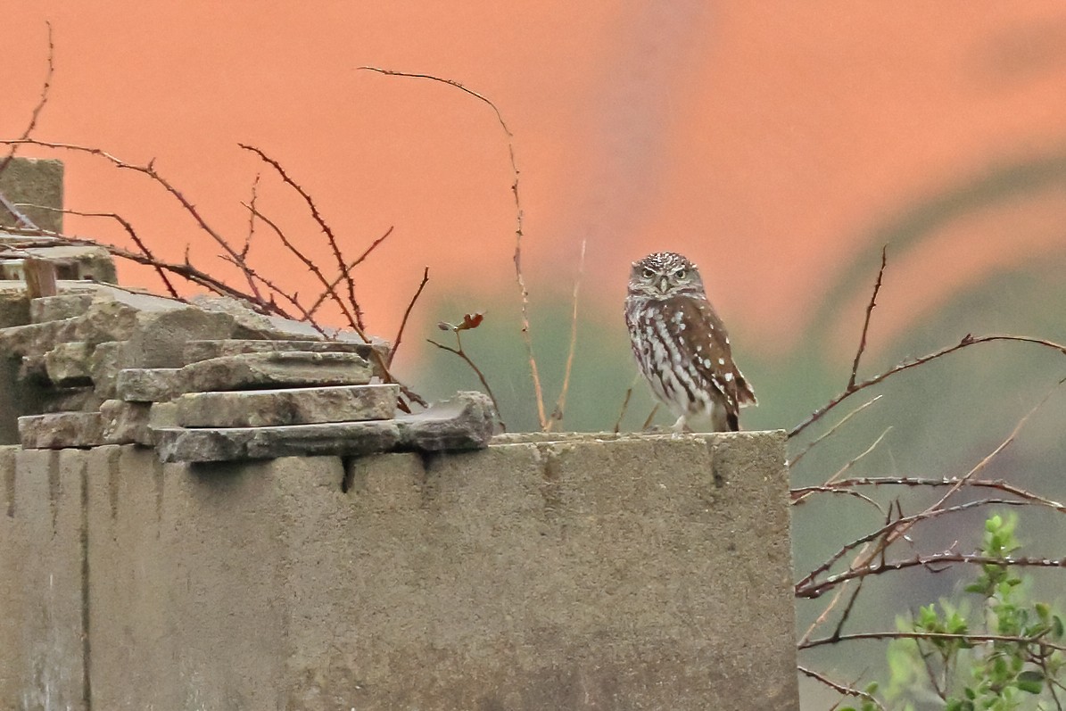 Chevêche d'Athéna - ML613034866