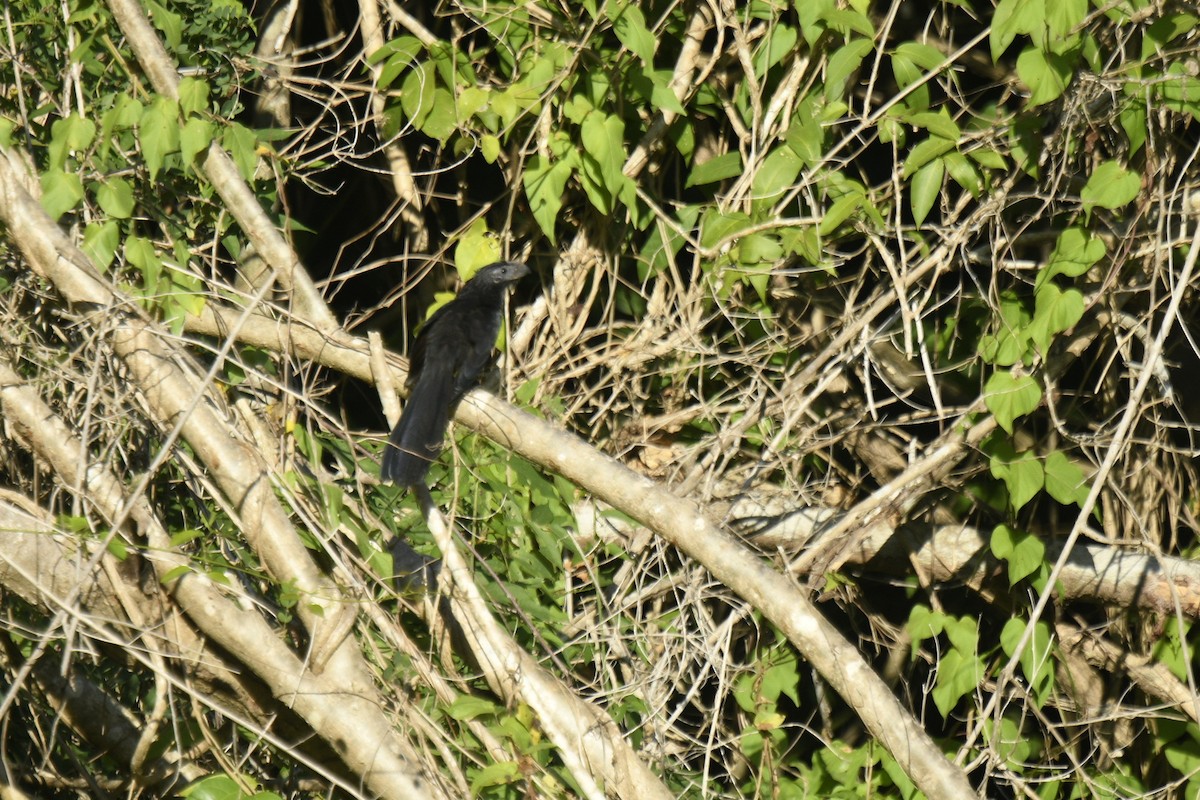 Groove-billed Ani - ML613034953