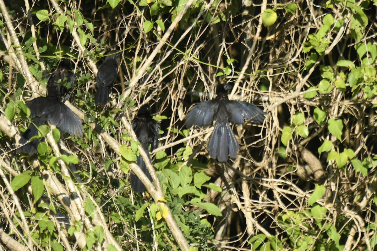 Groove-billed Ani - ML613034954