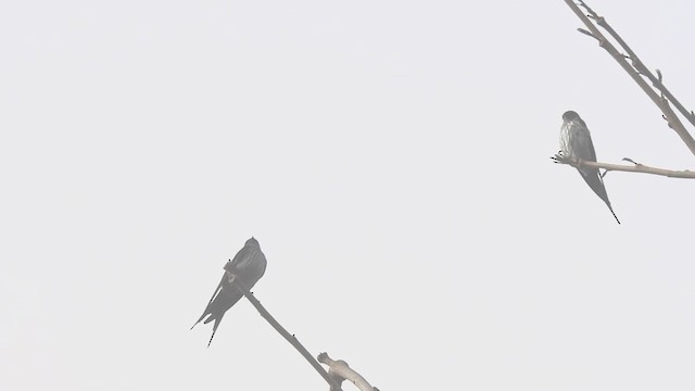 Eastern Red-rumped Swallow (Striated) - ML613035045