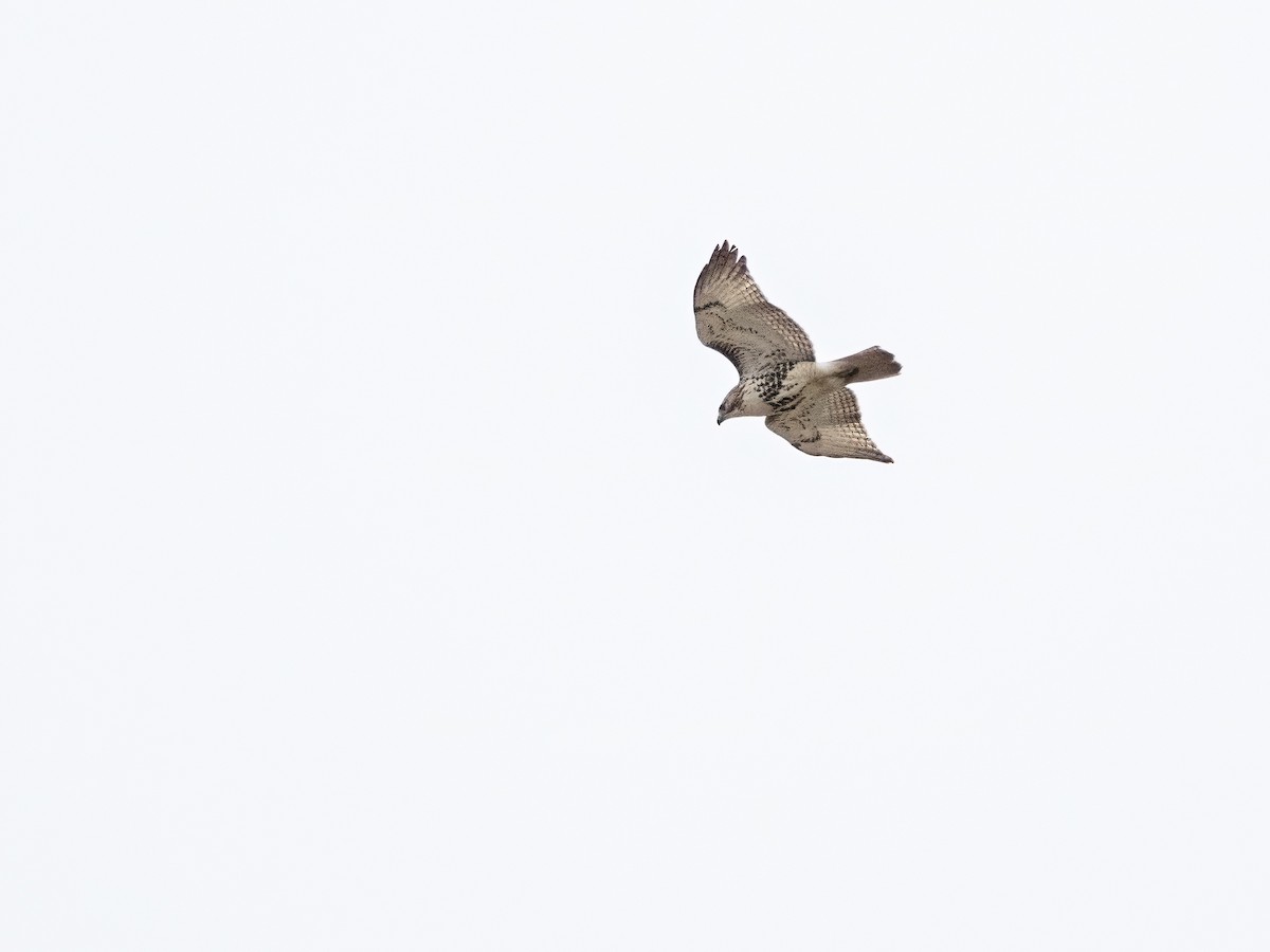 Red-tailed Hawk - ML613035087