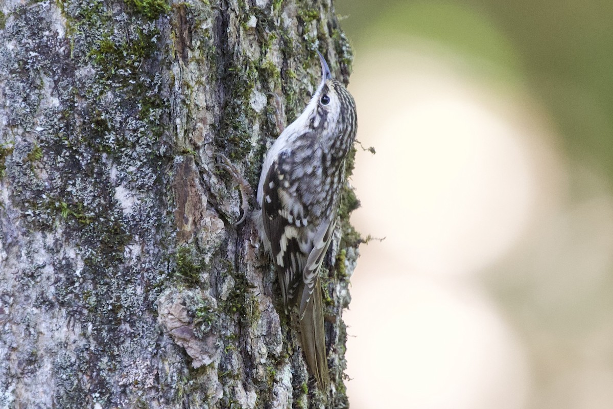 Brown Creeper - ML613035101