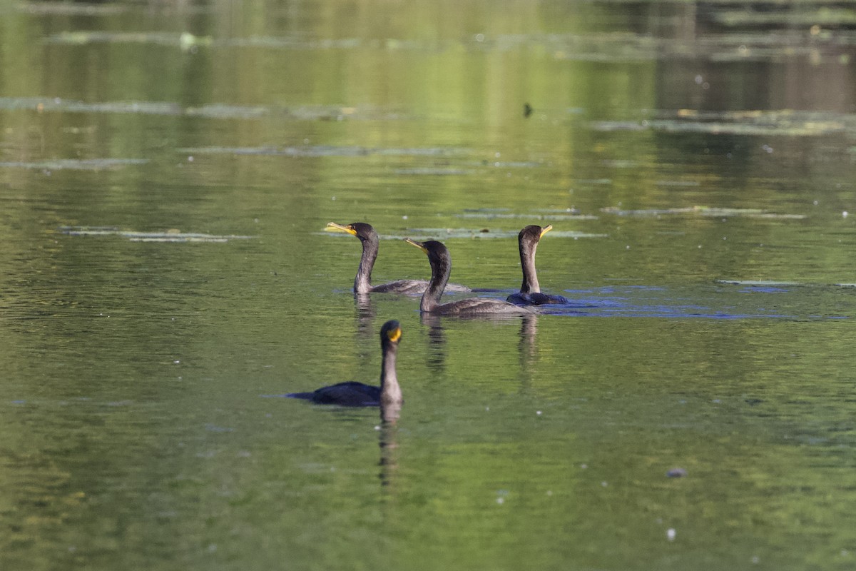 Double-crested Cormorant - Krista Oswald