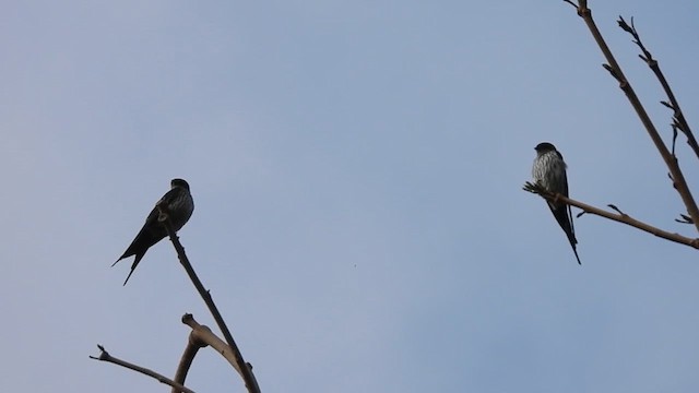 Striated Swallow - ML613035145