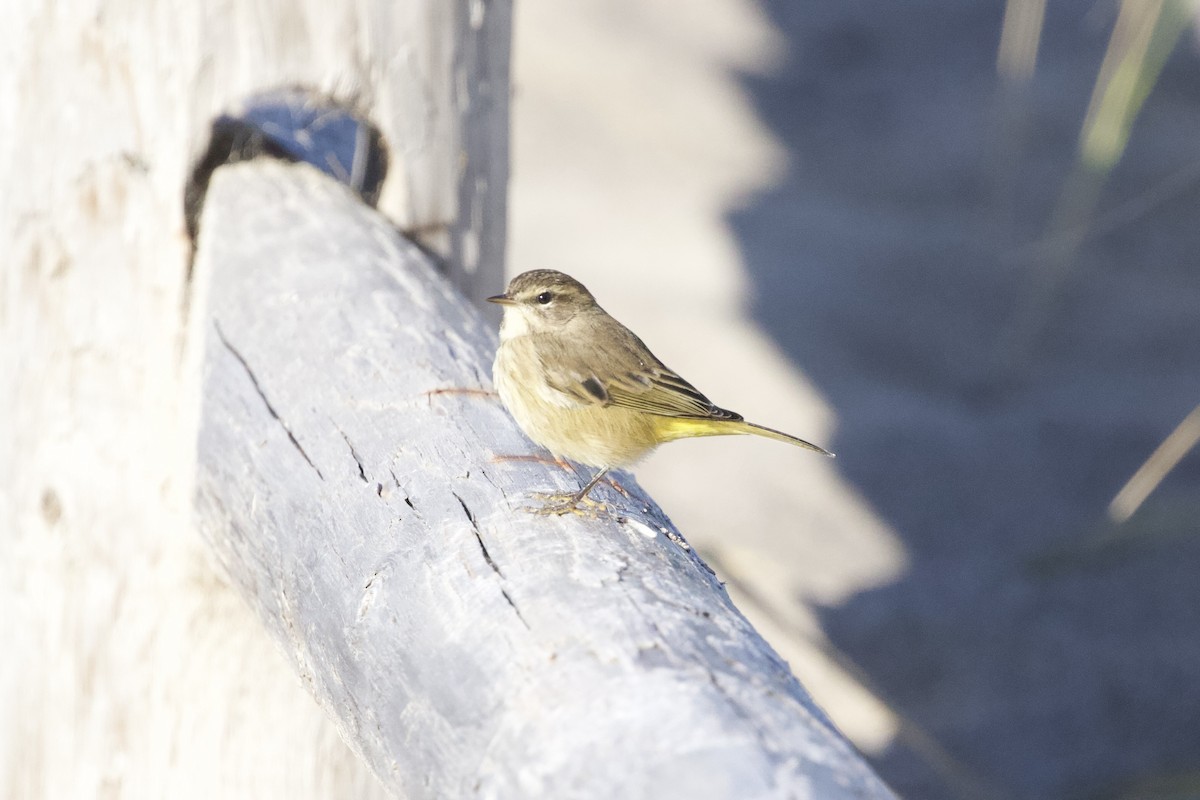 Palm Warbler - Krista Oswald