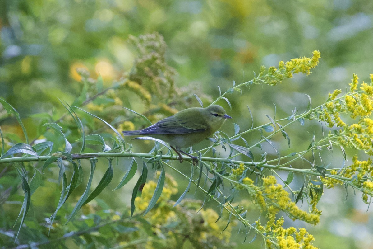 Tennessee Warbler - Krista Oswald