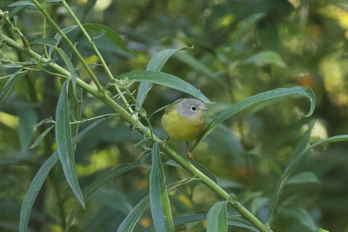 Nashville Warbler - Krista Oswald