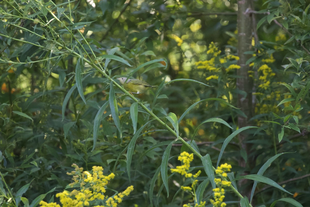 Nashville Warbler - Krista Oswald