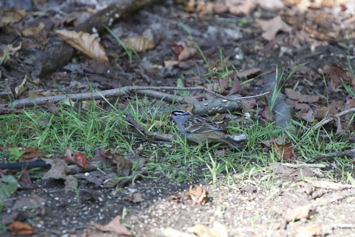 White-crowned Sparrow - ML613035207