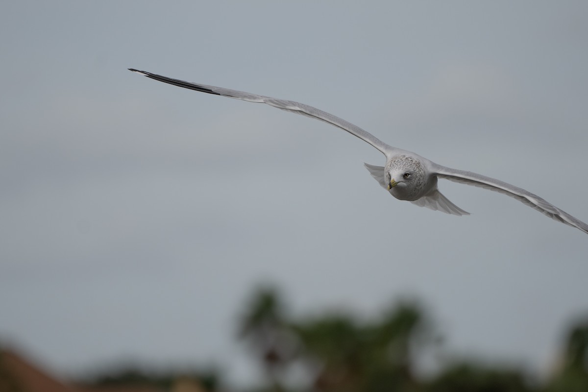 Ring-billed Gull - ML613035233