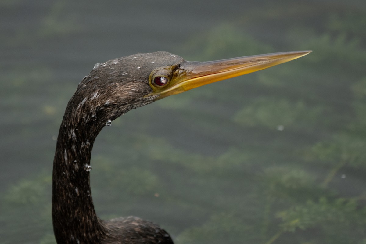 Anhinga d'Amérique - ML613035244