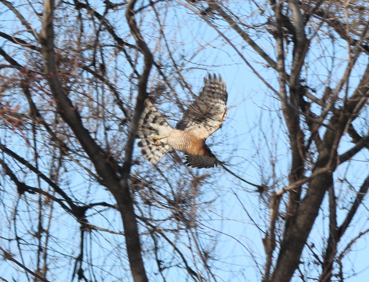 Eurasian Sparrowhawk - ML613035254