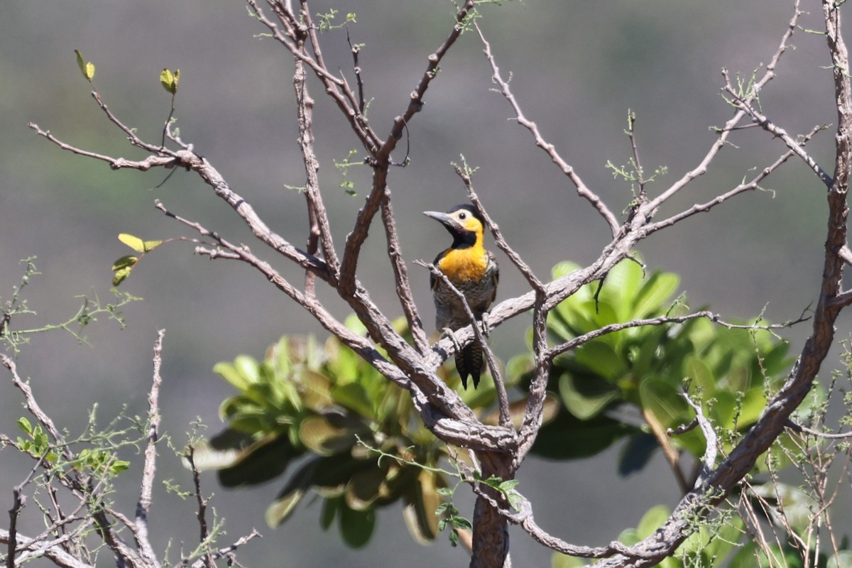 Пампасный дятел (campestris) - ML613035275