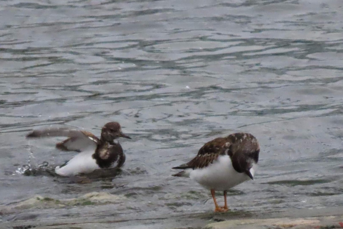 Ruddy Turnstone - ML613035282