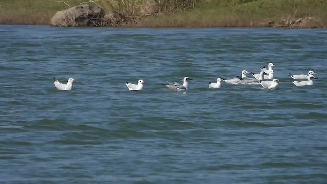 Brown-headed Gull - ML613035313